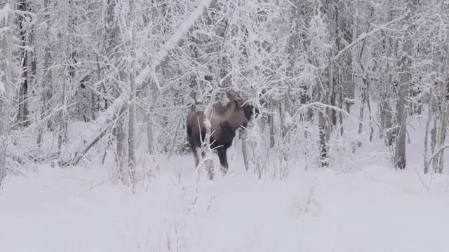 Мальчик маугли, его нашли спустя 18 лет! Геологи пришли в ужас когда узнали кто его кормил! смотреть онлайн