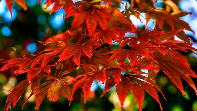 Универсальная программа вхождения в мир Пятого измерения.