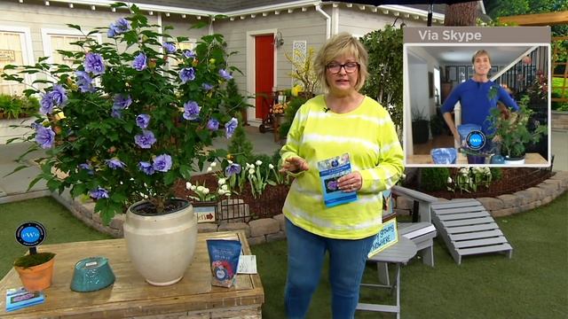 Phillip Watson Designs 1 pc Hibiscus Blue Chiffon Live Plant on QVC смотреть онлайн
