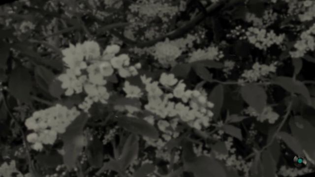 Анна Герман Белая черемуха смотреть онлайн