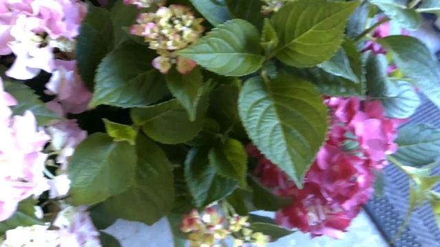 BEAUTIFUL HYDRANGEA | Hortensia | French Hydrangea смотреть онлайн