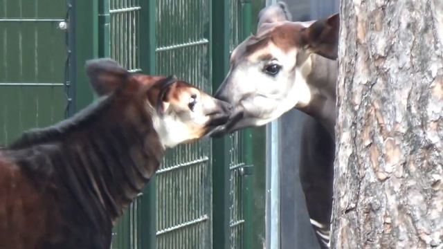 Okapi Facts: A Giraffe's ONLY Living Relative ? Animal Fact Files