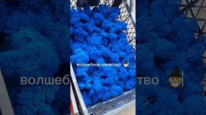 производство стабилизированного мха СПБ