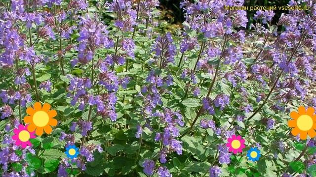Котовник фассена Блю Вондер. Краткий обзор, описание характеристик nepeta faassenii Blue Wonder смотреть онлайн