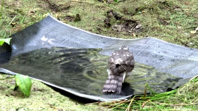 Ястреб Перепелятник хищная птица Accipiter nisus Водопой для птиц своими руками смотреть онлайн