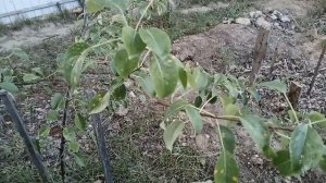 Размножаю Метаризин, Боверин, Кордицепс + Обработка Метаризином 30 06 2023