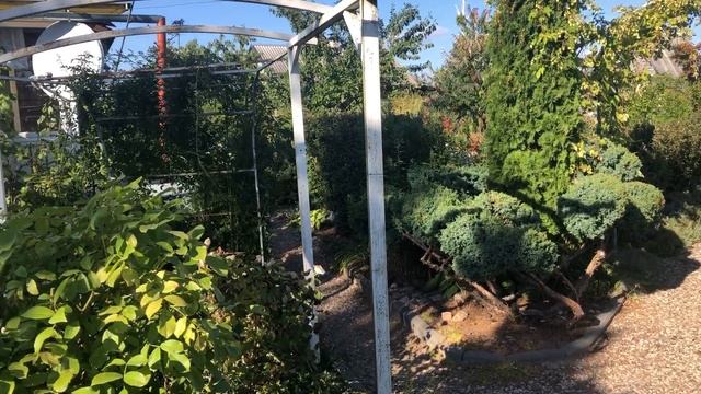 ???Гортензии или ???розы??? Что лучше???? смотреть онлайн