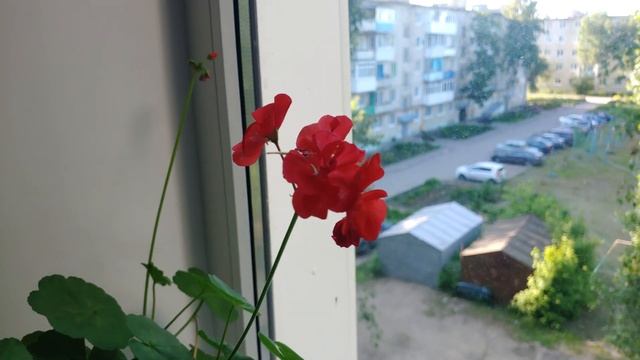 Герань на окне / цветок герань / герань розовая / герань красная / #герань #цветы #цветок смотреть онлайн