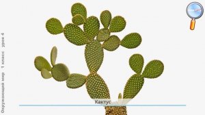 Окружающий мир 1 класс (Урок№4 - Что общего у разных растений? Какие растут дома и на клумбе?)