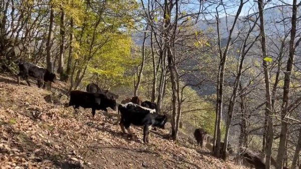 Nomads Autumn Migration from the Heights Area to Warm and Peaceful Places