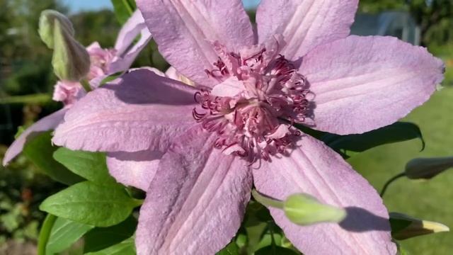 СУПЕР НЕПРИХОТЛИВЫЙ ЭФФЕКТНЫЙ КЛЕМАТИС ДЛЯ САДА, ПО ПОРЯДКУ О ЧЕРЕНКОВАНИИ ОТВЕТ на ВОПРОС смотреть онлайн