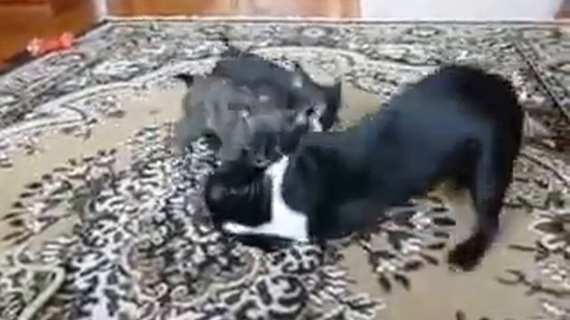 моя собака тина смотреть онлайн