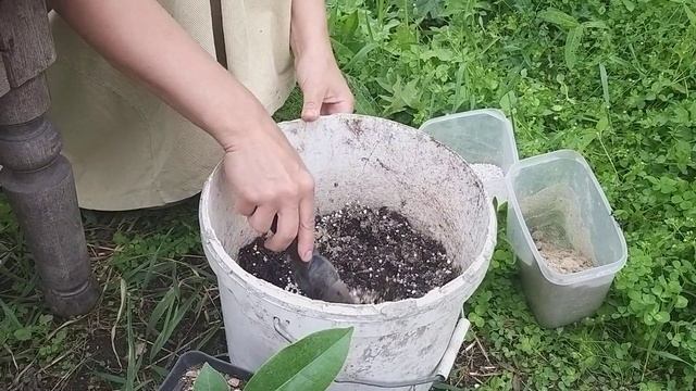 Как вырастить магнолию из семян. смотреть онлайн