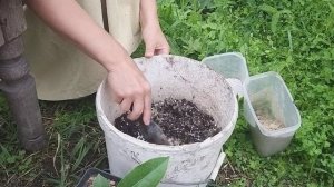 Как вырастить магнолию из семян.