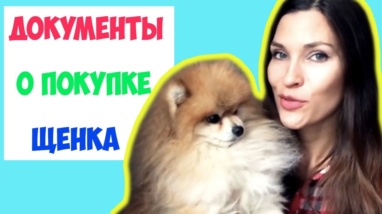 Документы на щенка ОТ ЗАВОДЧИКА