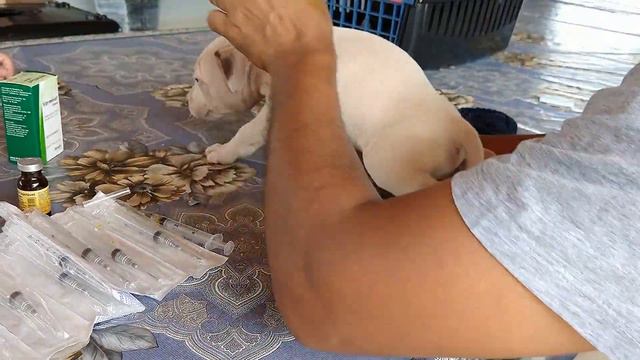 Injeção intramuscular em cães Adultos e Filhotes! Como aplicar? Filhotes Pitbull! 100K #016 смотреть онлайн