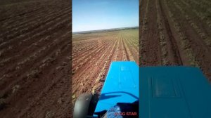 Культивация подсолнечника.