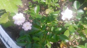 VID_20240903_130944.mp4