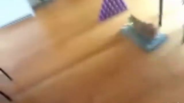 Смешные животные 2011