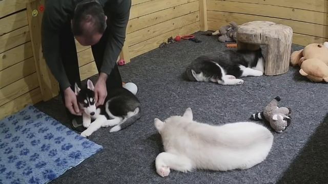 Детки Яники. Звезда по имени Иварика! смотреть онлайн