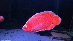 АСТРИКОВ МНОГО НЕ БЫВАЕТ. ПОПОЛНЯЕМ КОЛЛЕКЦИЮ)))