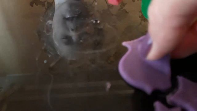 Учим цвета на английском и на русском языках.Лепим разные фигуры из Play Doh смотреть онлайн