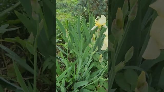 Ирисы цветы