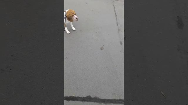 Пугливая собака смотреть онлайн