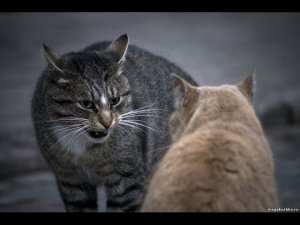 Жесткие драки котов)) [Cat's Fight]