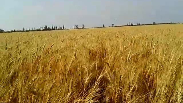 Агроном смотреть онлайн