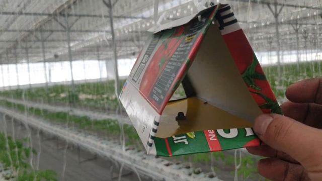 Эфективный способ борьбы с Тутой Абсолютой, томатной молью - феромонная ловушка для самцов смотреть онлайн