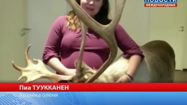 Ручной северный олень смотреть онлайн