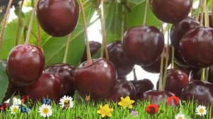 Вишня обыкновенная Морозовка ? Обзор: посадка и уход. саженцы, крупномеры: описание и особенности