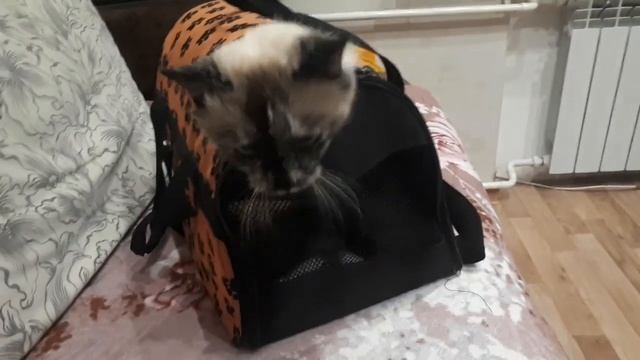 влог 1сентября.. || снова в школу || конец лета ||♡♡♡ смотреть онлайн