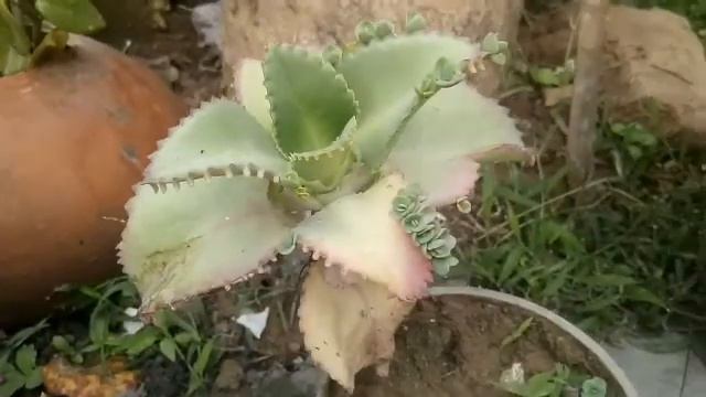 Tips to grow Succulents//How and When to water Succulents// Echeveria Care // смотреть онлайн