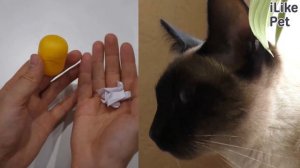 5 идей игрушек для кошки из подручных средств