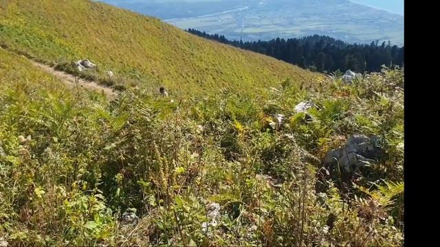 Абхазия, гора Мамзышха. смотреть онлайн