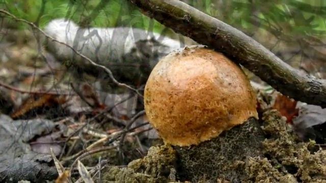 Грибки :: Mushrooms смотреть онлайн