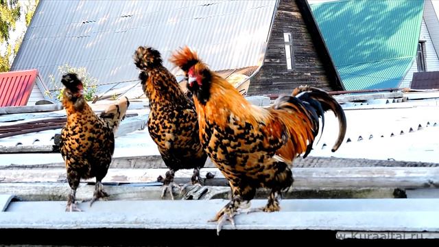 Pavlovskie chickens Проклевавшись из сердца месяца, Кукарекнув, взлетит петух смотреть онлайн