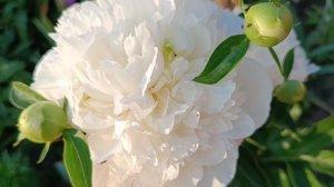 Пион Уайт Сара Бернар