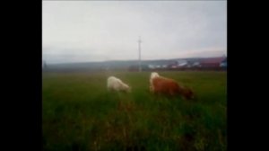 почему горчит молоко у козы?