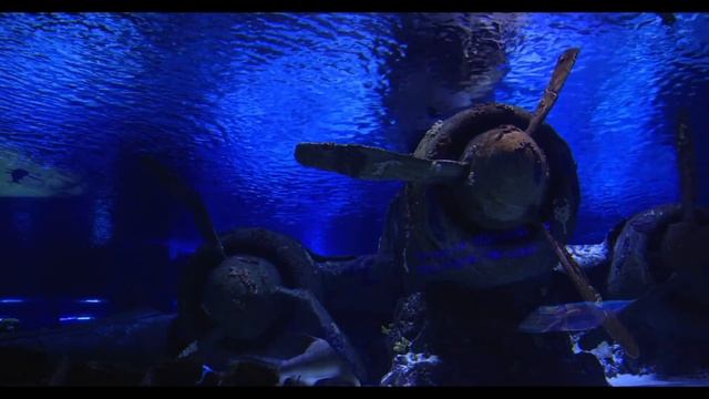 Музыка для медитации и релакса. Жизнь за стеклом под водой в огромном аквариуме. Акулы, скаты. смотреть онлайн