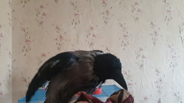 Ворона Капля лает как собака. Our crow can bark смотреть онлайн