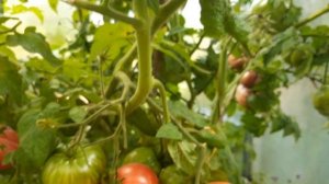 Томаты - гномы Жар - птица сладкая и Гедальф.