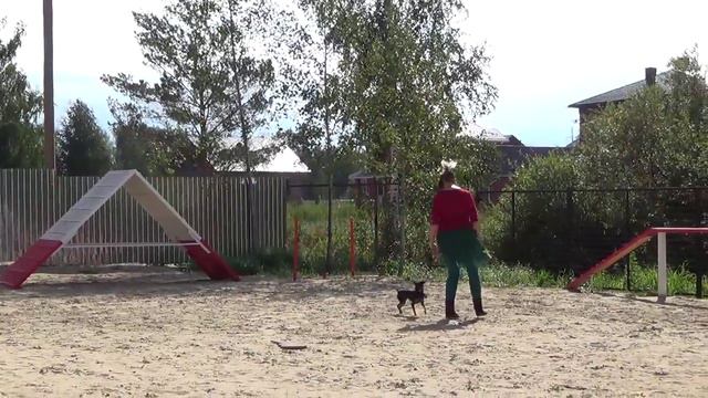 Трепова Илона и Тир, зачет, 30.08.2015 смотреть онлайн