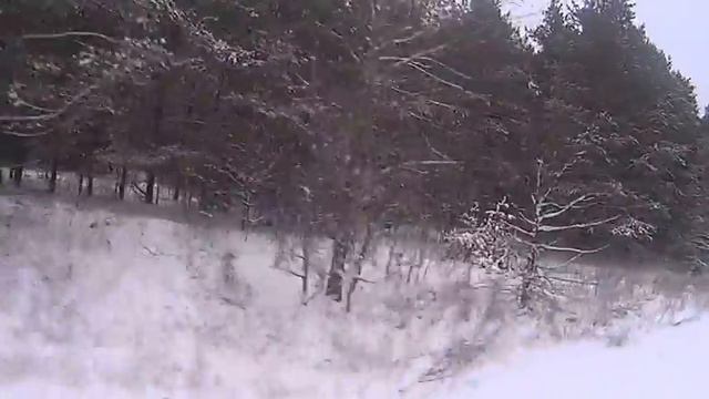 Прогулка Марты(Дворняжка-Спаниель Русский) смотреть онлайн