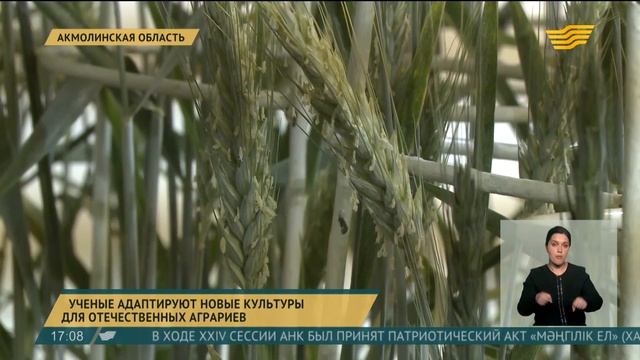 В Акмолинской области ученые адаптируют новые культуры для отечественных аграриев смотреть онлайн