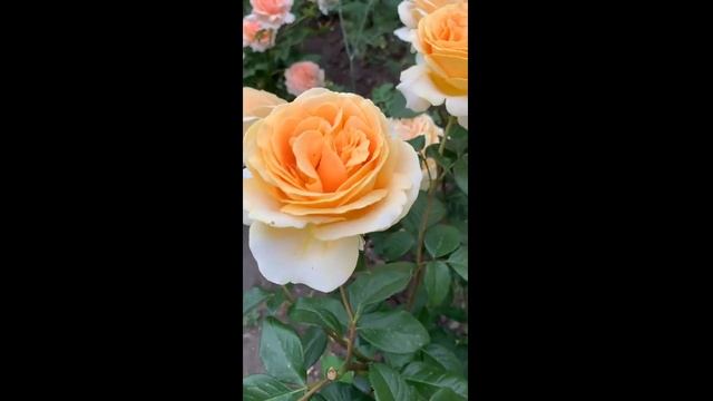 Роза Кэндллайт смотреть онлайн