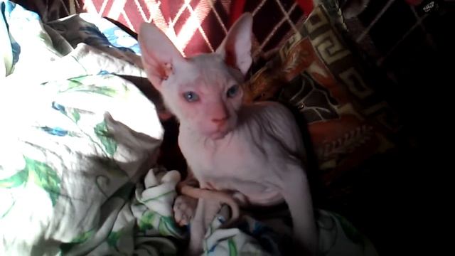 Молодой котёнок 6 месяцев смотреть онлайн