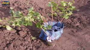 Посадка черной смородины осенью / Определяем сроки и выбираем место посадки!